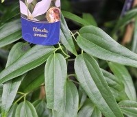 Clematis armandii - Bosrank armandii - groenblijvende bosrank voor een beschutte plek