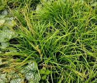 Carex morrowii 'Irisch Green'  - Japanse zegge 'Irish Green' - combinatie bontbladige Brunnera