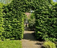 Carpinus betulus - Haagbeuk - 2