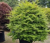 Fagus sylvatica - Groene beuk - bolvorm juni 2025
