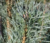 Pinus sylvestris 'Norska' - Grove Den 'Norska' - 1