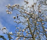 Magnolia loebneri 'Merrill' - Beverboom - 1