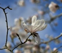 Magnolia loebneri 'Merrill' - Beverboom - 3