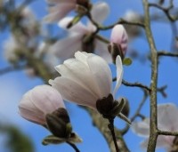 Magnolia loebneri 'Merrill' - Beverboom - 2