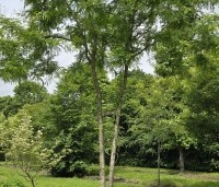 Gleditsia triacanthos 'Inermis' - Valse Christusdoorn 'Inermis' - 2