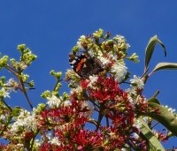 Heptacodium miconioides - Zevenzonenboom - 1