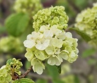 Viburnum plicatum 'Popcorn' - Japanse Sneeuwbal 'Popcorn' - 3