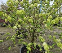Viburnum plicatum 'Popcorn' - Japanse Sneeuwbal 'Popcorn' - april 2025