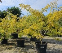 Gleditsia triacanthos 'Sunburst' - Valse christusdoorn - herfst