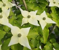 Cornus kousa 'Milky Way' - Japanse grootbloemige Kornoelje - 9