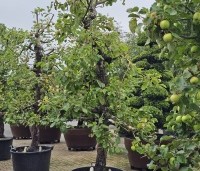 Malus dom. 'Rode Boskoop' - Malus dom. 'Rode Boskoop' - 2
