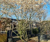 Amelanchier lamarckii
