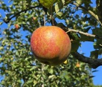 Malus dom. 'Rode Boskoop' - Malus dom. 'Rode Boskoop' - 1