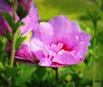 Hibiscus Lavender Chiffon