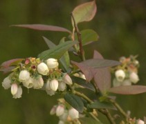 Vaccinium Goldtraube bloei