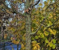 Quercus frainetto - Hongaarse eik - 1