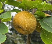 Pyrus pyrifolia 'Hosui' - Pyrus pyrifolia 'Hosui' - Nashipeer