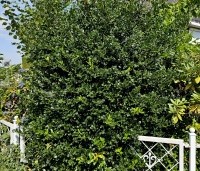 Ilex aquifolium 'J.C. van Tol' - Beshulst 'J.C. van Tol' - 3