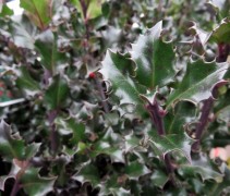 Ilex meserveae 'Blue Angel'