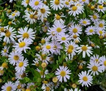 Kalimeris 'Madiva'