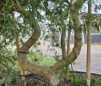 Acer palmatum 'Emerald Lace' - Japanse Esdoorn 'Emerald Lace' - 4