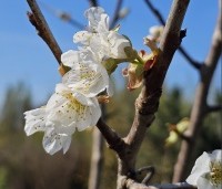 Prunus avium 'Schneider's Späte Knorpelkirsche' - Prunus avium 'Schneider's Späte Knorpelkirsche' - 1