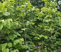 Cercis chinensis 'Avondale' - Chinese Judasboom 'Avondale'  - 4