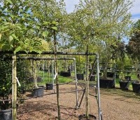 Malus Toringo 'Tina - Dwerg sierappeltje - 1