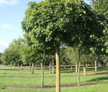 Acer platanoïdes 'Globosum'