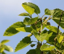 Morus alba