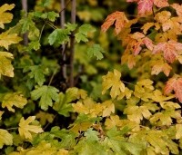 Acer campestre 'Nanum' - Acer campestre 'Nanum' - 3