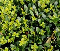 Ilex crenata 'Dark Green' - Japanse hulst 'Dark Green' - 3