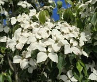 cornus kousa var chinensis - cornus kousa var chinensis - 3