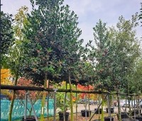 Ilex 'Nellie R. Stevens' - Amerikaanse hulst - 1
