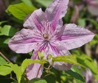 Clematis 'Hagley Hybrid' - Bosrank 'Hagley Hybrid' - 2