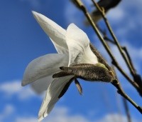 Magnolia 'Wada's Memory' - Magnolia 'Wada's Memory' - 7