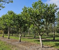 Platanus hispanica - Plataan - 1