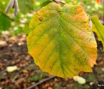 Corylus maxima 'Purpurea'