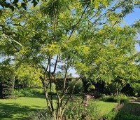 Gleditsia triacanthos 'Sunburst' - Valse christusdoorn - juli 2025