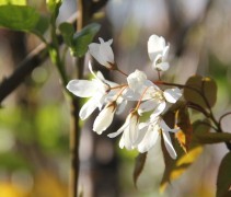 Amelanchier