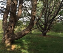 Pinus nigra nigra