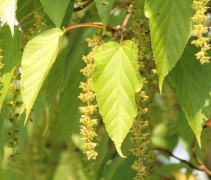 Acer capillipes blad en bloesem