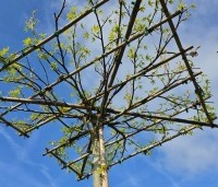 Liquidambar styraciflua 'Worplesdon' - Amberboom - 120x120 dakrek. april 2026