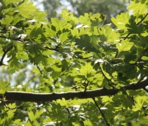 Crataegus monogyna