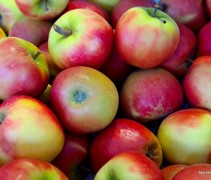 Malus domestica 'Elstar' okt 2022