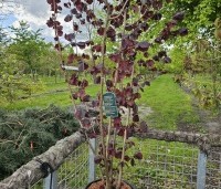 Corylus avellana 'Rote Zellernote' -  Hazelnoot 'Rote Zellernote' - 2