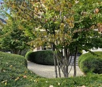 Taxus baccata - Venijnboom - 3