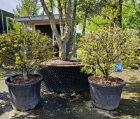 Liquidambar styraciflua 'Gum Ball' - Amberboom 'Gum Ball' - 1