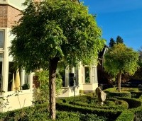Robinia pseudoacacia 'Umbraculifera' - Bolacacia - 5