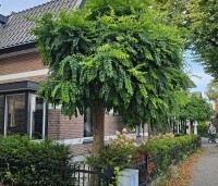 Robinia pseudoacacia 'Umbraculifera' - Bolacacia - 4